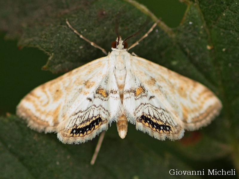 Crambidae da id - Cataclysta lemnata